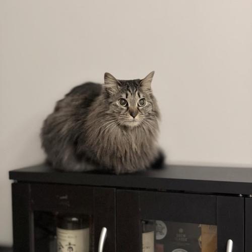 座る長毛の猫