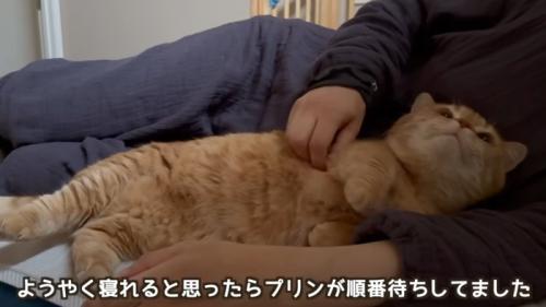 添い寝して甘えている猫