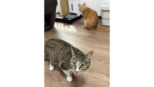室内にいる猫たち