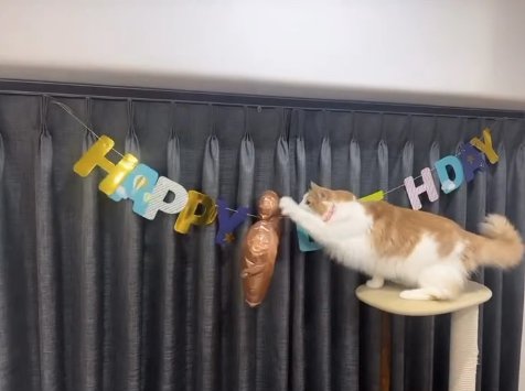 キャットタワーの上から風船にじゃれついている猫