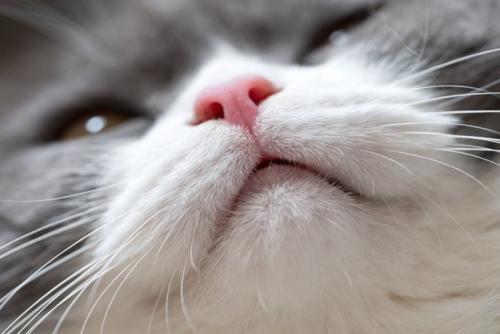 猫の口元のアップ