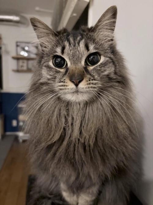 お座りする猫