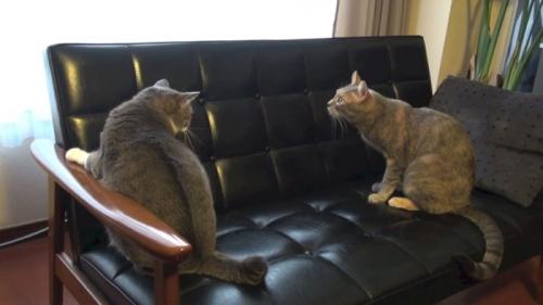 何か思い出したように上を向く猫