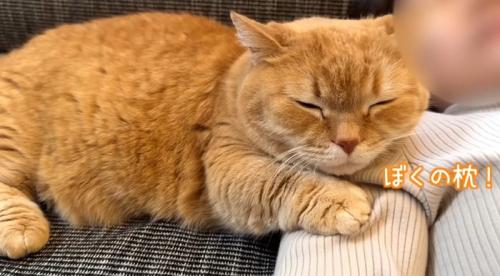 腕枕で寝る猫