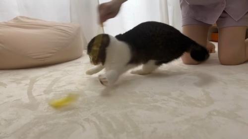 遊ぶ姿