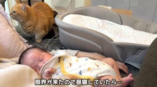 赤ちゃんを抱いて昼寝をする人と猫