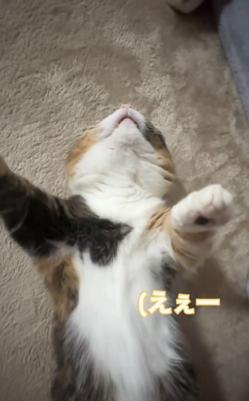 仰向けで寝るマンチカン