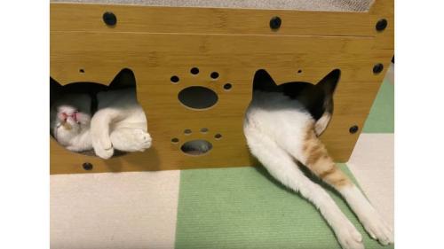 ハウスにいる猫