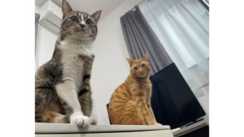 室内にいる猫たち
