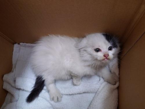 箱の中でイカ耳で厳しい表情を浮かべる子猫