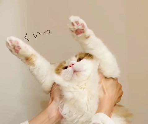 両前足を上に上げている猫の顔アップ