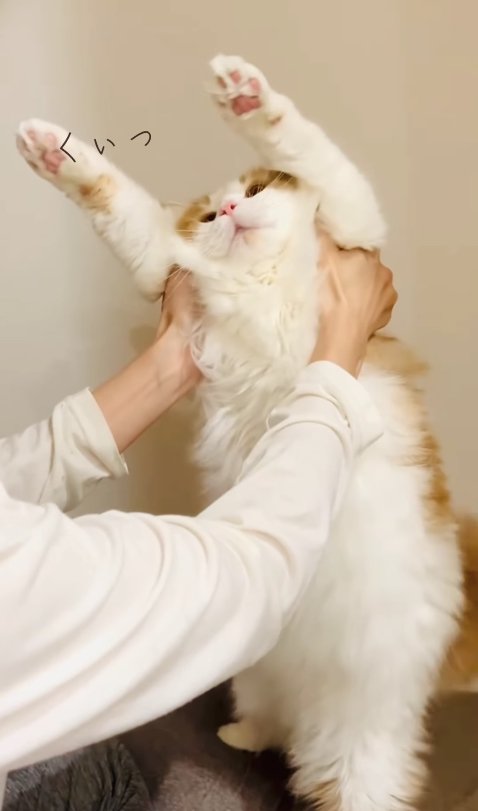 脇を掴まれて向かって左側に体を傾ける猫