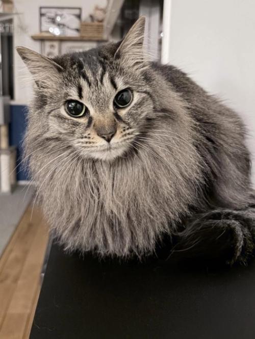 カメラ目線の長毛の猫