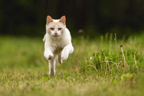 公園を走る猫