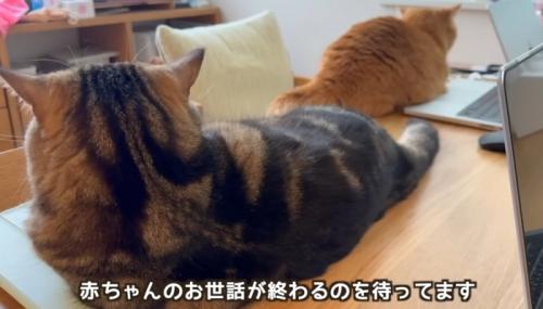 パソコンのそばにいる猫