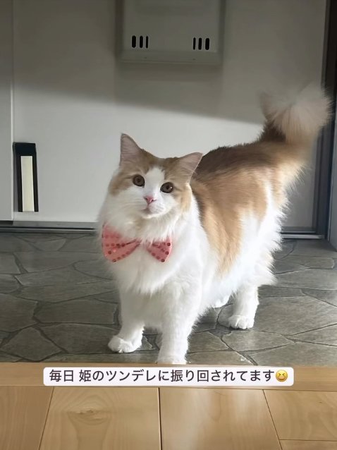 玄関で立っている猫