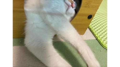 ハウスにいる猫