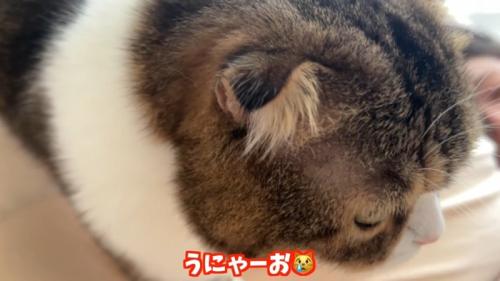 うにゃーお
