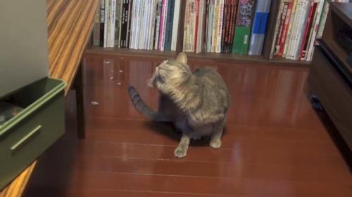 耳の後ろをかく猫