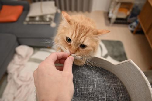 おやつを食べようとする猫