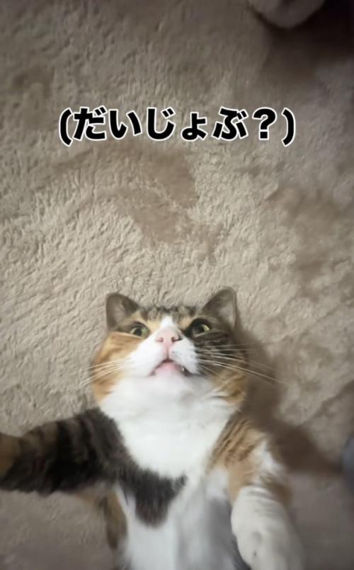 目を開けたまま寝るマンチカン