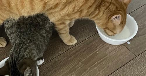 ごはんを食べている猫たち