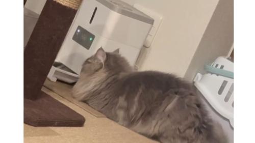 自動給餌器前の猫