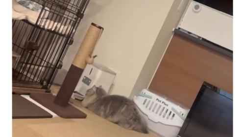 自動給餌器前の猫