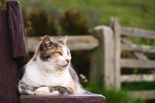のんびりベンチに横たわる猫