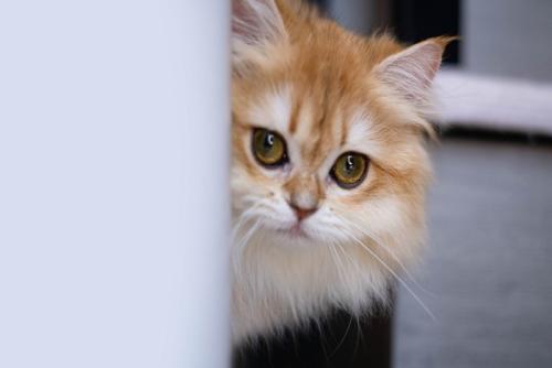 物陰から様子をうかがう猫