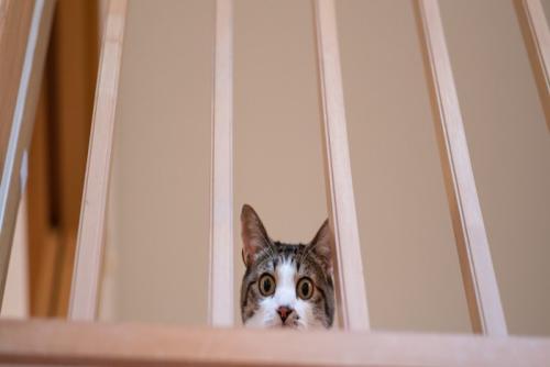 上から覗く猫