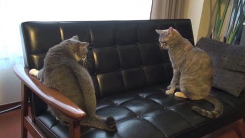 にらみ合う猫たち