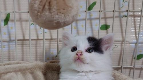 おもちゃを見ている子猫のアップ