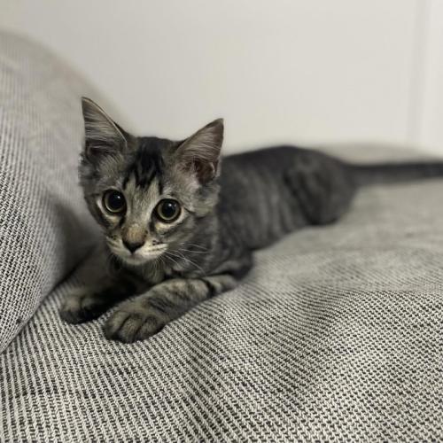 カメラ目線の子猫