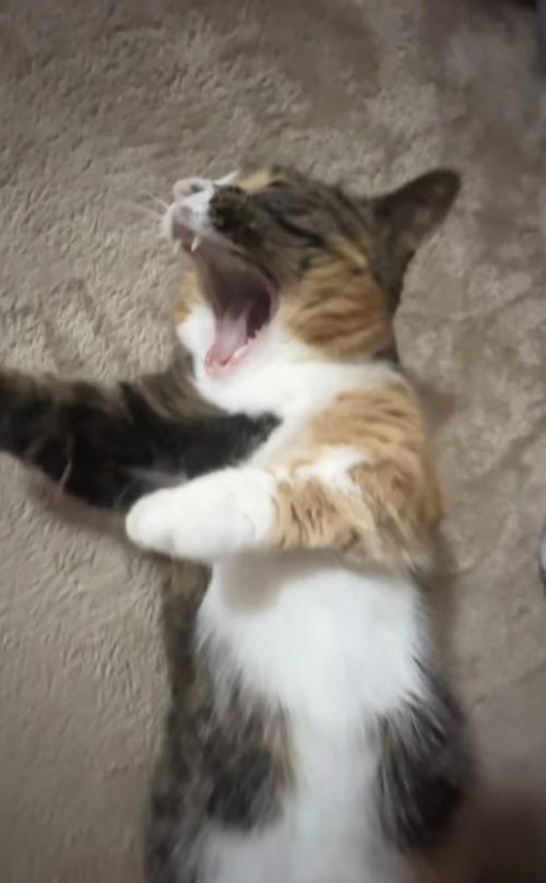 欠伸をするマンチカン