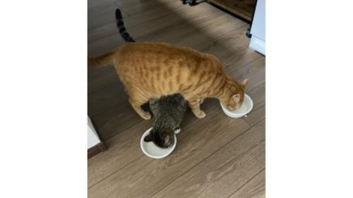 ごはんを食べている猫たち