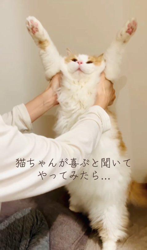 バンザイをしている猫（引き）