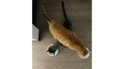 ご飯を食べている猫たち