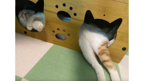 ハウスにいる猫