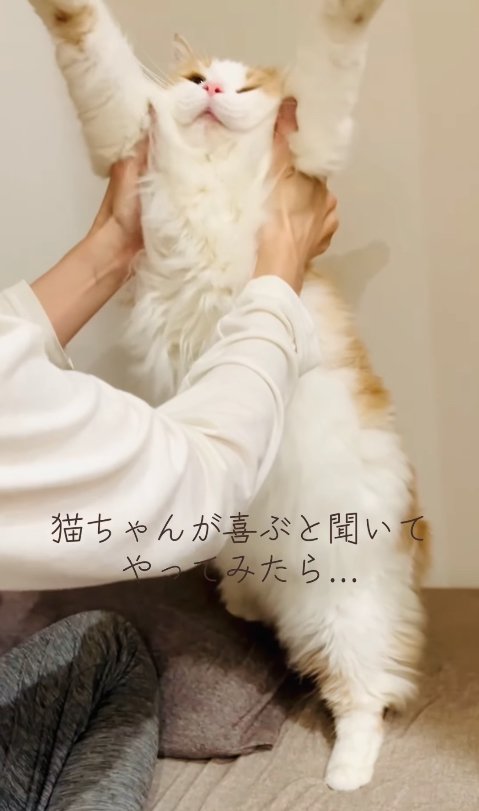 バンザイをしている猫（アップ目）