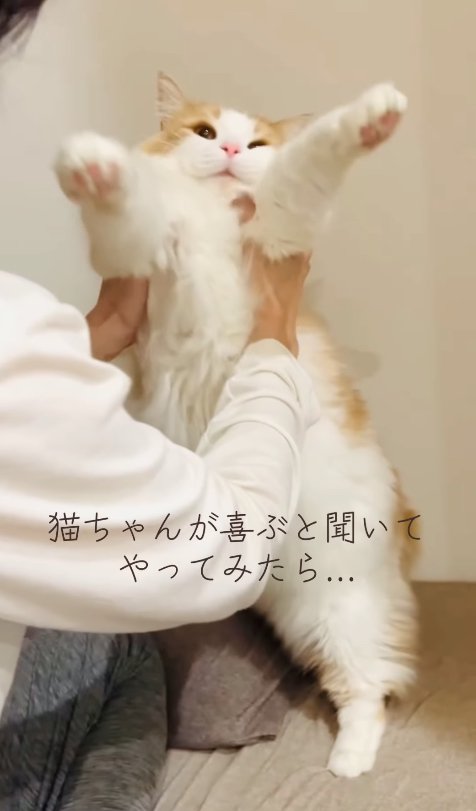 飼い主に脇を持たれて両前足を前に伸ばしている猫