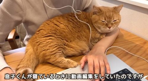 パソコンをしている人の腕の中にいる猫