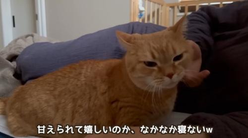 添い寝して甘えている猫