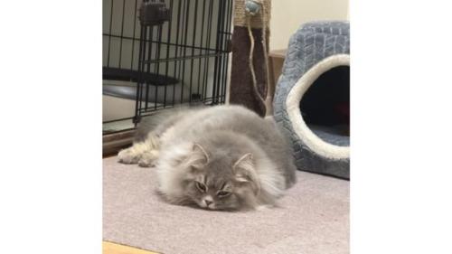室内にいる猫