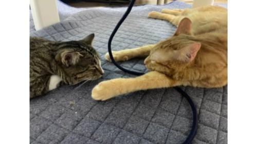 室内にいる猫たち