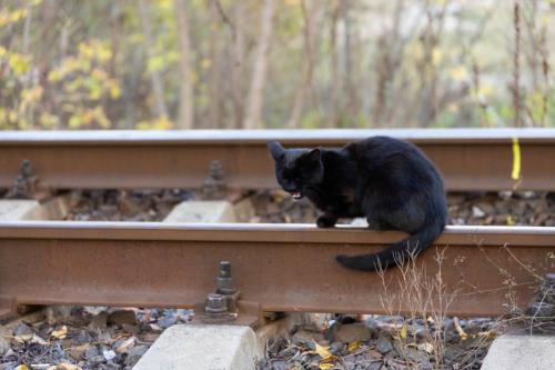 線路にたたずむ黒猫