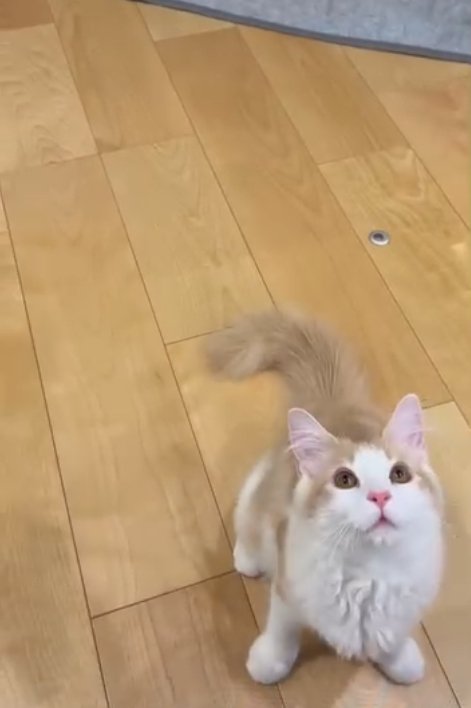 お座りをしている子猫