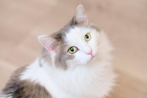 振り向く猫