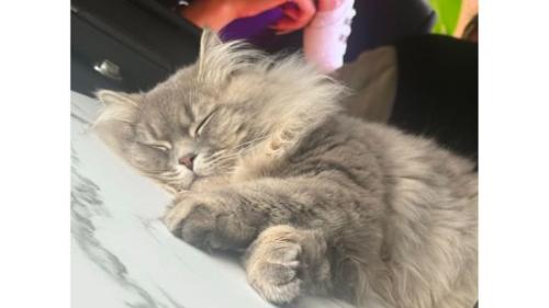 寝ている猫