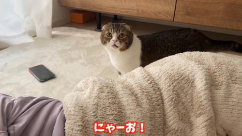 にゃーお!